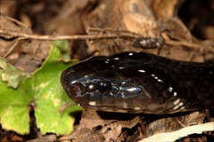 Bungarus bungaroides