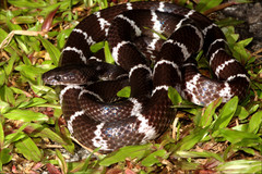 Lycodon septentrionalis