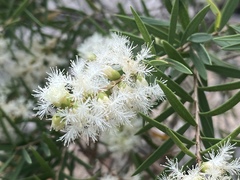 Melaleuca trichostachya