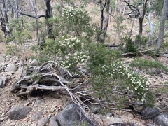Melaleuca trichostachya