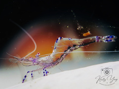 Ancylomenes sarasvati