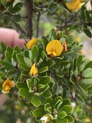 Pultenaea millarii