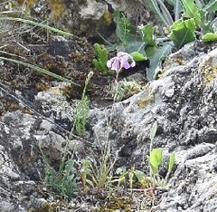 Matthiola fruticulosa