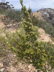 Pultenaea millarii