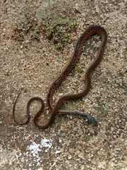 Xenochrophis maculatus