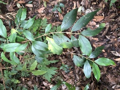 Viburnum integrifolium