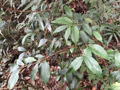Viburnum integrifolium