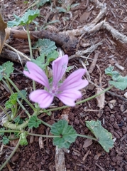 Malva sylvestris