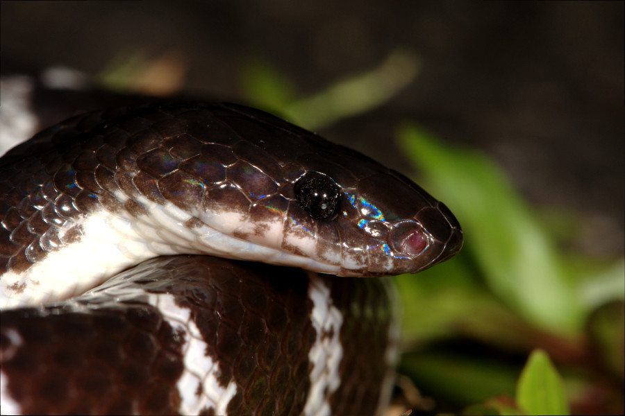 Northern Large-Toothed Snake