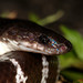 Northern Large-toothed Snake - Photo (c) chintan sheth, some rights reserved (CC BY-NC), uploaded by chintan sheth