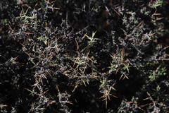 Melolobium candicans