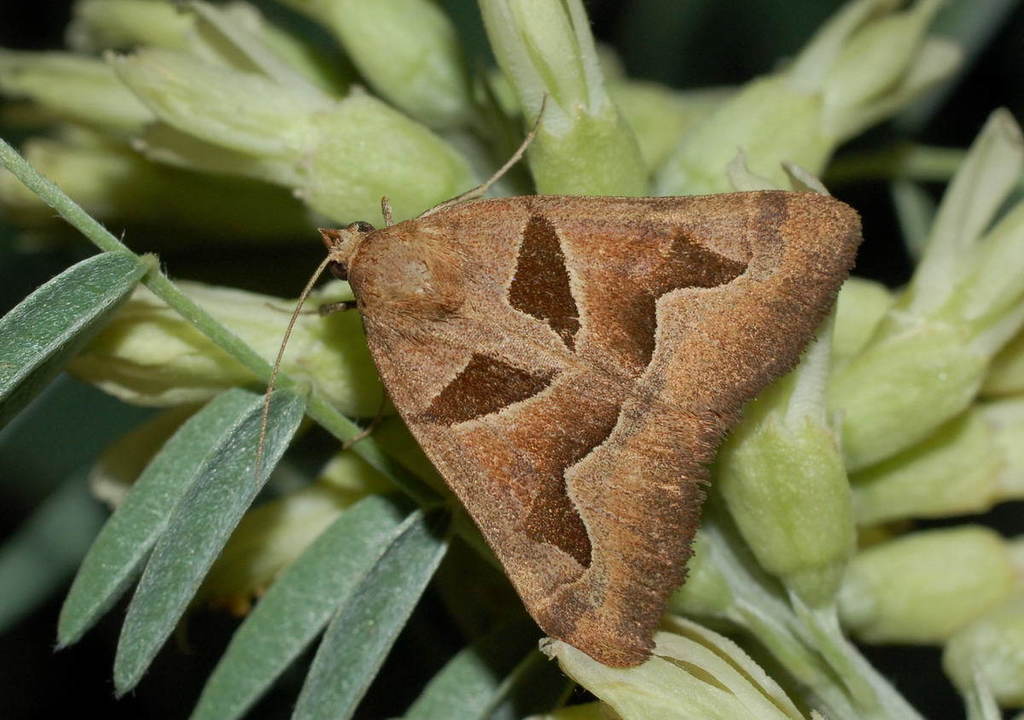 Euclidia munita