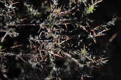 Melolobium candicans