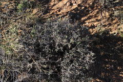 Melolobium candicans