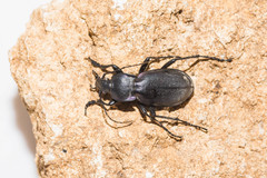 Carabus germarii