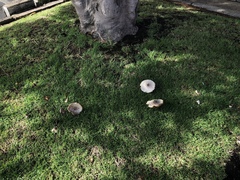 Chlorophyllum molybdites