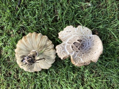 Chlorophyllum molybdites