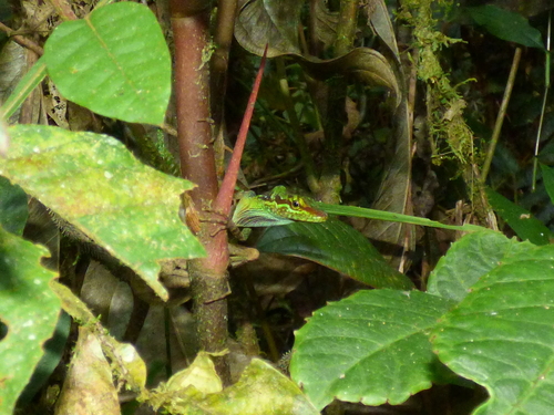 Anolis ventrimaculatus
