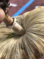 Chlorophyllum molybdites