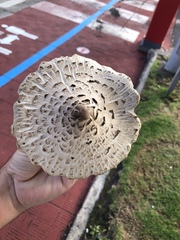 Chlorophyllum molybdites