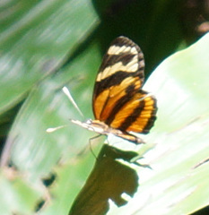 Eresia eunice mechanitis