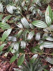 Cinnamomum subavenium