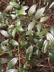 Cinnamomum subavenium