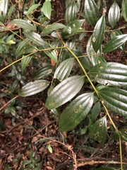 Cinnamomum subavenium