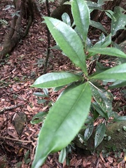 Pyrenaria microcarpa