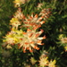 Anthyllis vulneraria polyphylla - Photo (c) elisabetta2005, algunos derechos reservados (CC BY-NC-SA)