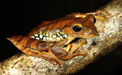 Cross-Barred Treefrog photo 2