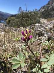 Lupinus stiversii