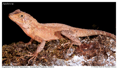 Anderson's Mountain Lizard photo 2