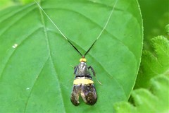 Nemophora decisella