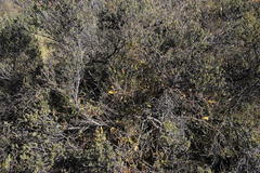 Searsia divaricata
