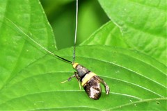 Nemophora decisella
