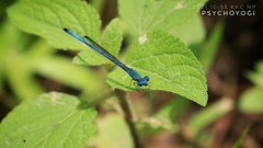Ceriagrion azureum