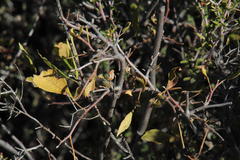 Searsia divaricata