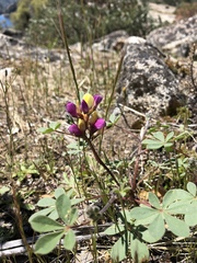 Lupinus stiversii