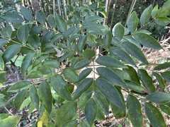 Staphylea japonica