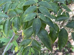 Staphylea japonica