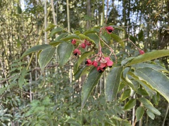 Staphylea japonica