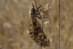 Palpares hispanus