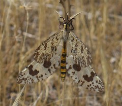 Palpares hispanus