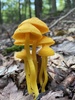 Orange Gilled Waxcap - Photo (c) Christian Schwarz, some rights reserved (CC BY-NC), uploaded by Christian Schwarz