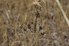 Palpares hispanus