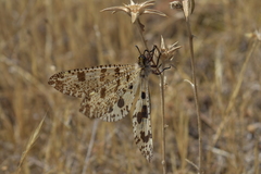 Palpares hispanus