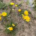 Showy Copper-wire Daisy - Photo (c) Karen Retra, some rights reserved (CC BY-NC), uploaded by Karen Retra