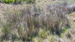 Restio quadratus