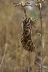 Palpares hispanus